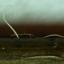 Pterulicium gracile (piórniczka wysmukła)