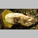 znalezisko 20060720.37088.ah - Butyriboletus appendiculatus (masłoborowik żółtobrązowy); Olchowiec, pow. jasielski