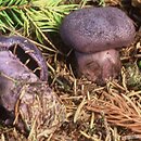 Cortinarius hercynicus (zasłonak fioletowy hercyński)