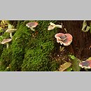 znalezisko 00010000.25.bk - Russula atrorubens (gołąbek czarnoczerwony); Lasy Środkowopomorskie