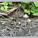 znalezisko 20160815.15082016-1JS.jsb - Coprinopsis subtigrinella; Gm. Wleń, Pogórze Izerskie, Góra Gniazdo