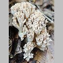 znalezisko 20160824.24082016-27JS.jsb - Ramaria pallida (koralówka blada); Gm. Wojcieszów, rezerwat Miłek