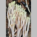znalezisko 20120907.07092012-4JS.jsb - Ramaria apiculata (koralówka zielonowierzchołkowa); gm. Wleń, Pogórze Izerskie, Góra Gniazdo