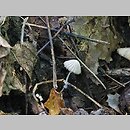 znalezisko 20130824.24082013-5JS.jsb - Coprinopsis cortinata (czernidłak zasnówkowaty); Gm. Wleń, Pogórze Izerskie, Góra Gniazdo