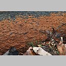 znalezisko 20131101.01112013-13JS.jsb - Hymenochaete cinnamomea (szczeciniak cynamonowy); gm. Wleń, Pogórze Izerskie, Góra Gniazdo