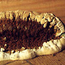 Serpula lacrymans (stroczek domowy)