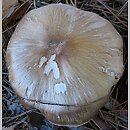 Tricholoma apium (gąska selerowa)