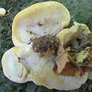 Antrodiella serpula (jamkóweczka żółtawa)