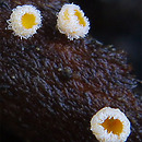 Capitotricha bicolor
