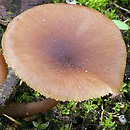 Myxomphalia maura (śluzopępka węglolubna)