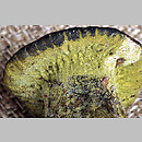 Peckiella viridis