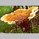 znalezisko 20020600.1.mn - Ganoderma lucidum (lakownica żółtawa); Trutnov, Czechy