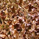 Cetraria islandica (płucnica islandzka)