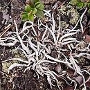 Thamnolia vermicularis (szydlina rÃ³Å¼owa)
