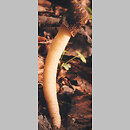 Verpa conica (naparstniczka stoÅ¼kowata)