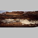 znalezisko 20211216.GREJ353574.pdrz - Fuscopostia leucomallella (rdzawoporek rozwierkowy); Mochle, pow. bydgoski