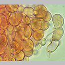 znalezisko 20191206.1.pdrz - Bulbilomyces farinosus (bulwkowiec mączysty); Mochle pow. bydgoski