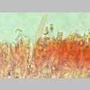 znalezisko 20210518.GREJ345620.pdrz - Hyphoderma roseocremeum (strzępkoskórka różowokremowa); Mochle, pow. bydgoski