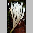 Ramariopsis kunzei (koralownik biaÅ‚awy)
