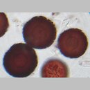znalezisko 20040809.1.ww - Elaphomyces muricatus (jeleniak nastroszony); Kotlina Sandomierska