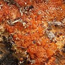 Hypomyces aurantius (podgrzybnica pomaraÅ„czowa)