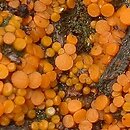 Kotlabaea deformis (oranżówka niekształtna)