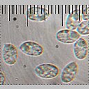 znalezisko 20061202.1.ww - Mycena cinerella (grzybówka popielata); Kotlina Sandomierska