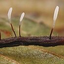 Typhula erythropus (paÅ‚ecznica czerwonawa)