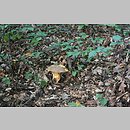 znalezisko 20080821.121081.ws - Butyriboletus appendiculatus (masłoborowik żółtobrązowy); Jastkowice