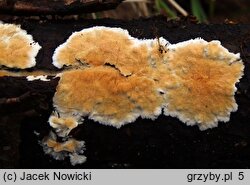 Steccherinum ochraceum (porokolczak ochrowy)