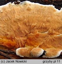 Steccherinum ochraceum (porokolczak ochrowy)