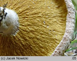 Hypomyces ochraceus