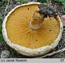 Hypomyces ochraceus