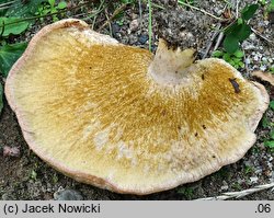 Hypomyces ochraceus