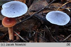 Mycena pura (grzybówka fioletowawa)