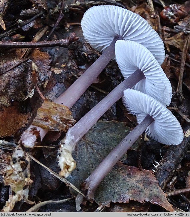 Mycena pura (grzybówka fioletowawa)