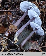 Mycena pura (grzybówka fioletowawa)