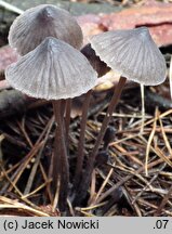 Mycena galopus (grzybówka mleczajowa)