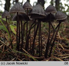 Mycena galopus (grzybówka mleczajowa)