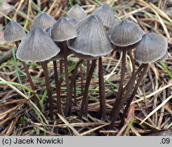 Mycena galopus (grzybówka mleczajowa)