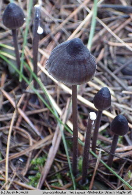 Mycena galopus (grzybówka mleczajowa)