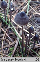 Mycena galopus (grzybówka mleczajowa)