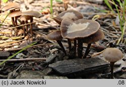 Deconica crobula (łysiczka drobna)