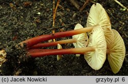 Gymnopus erythropus (łysostopek twardzioszkowaty)