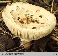 Chlorophyllum venenatum (czubajnik jadowity)