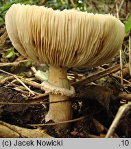 Chlorophyllum venenatum (czubajnik jadowity)