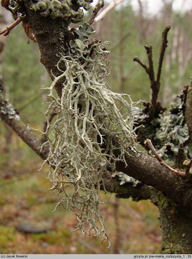 Evernia divaricata (mąkla rozłożysta)