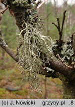Evernia divaricata (mąkla rozłożysta)