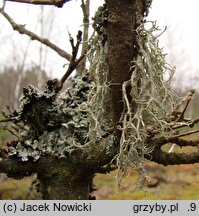 Evernia divaricata (mąkla rozłożysta)