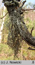 Evernia divaricata (mąkla rozłożysta)
